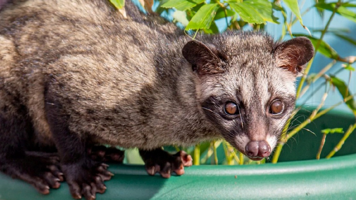 Three Arrested in Wildlife Sting Over Unlicensed Palm Civet Cubs
