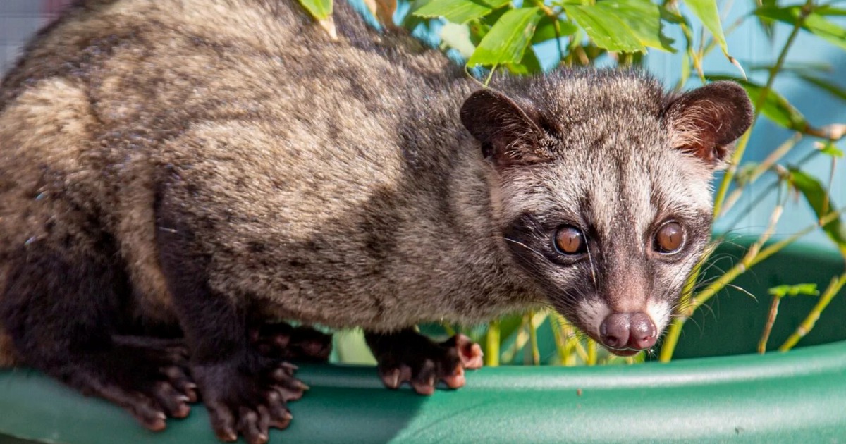 Three Arrested in Wildlife Sting Over Unlicensed Palm Civet Cubs