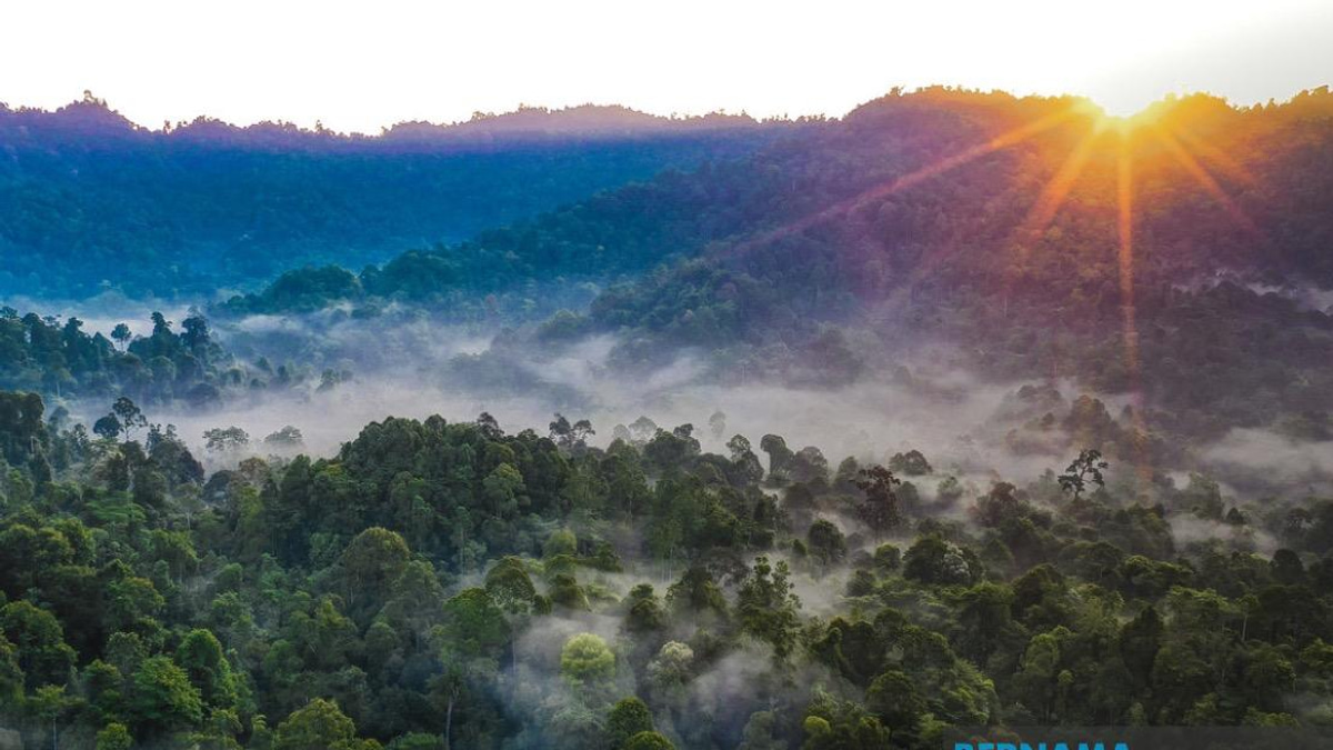 Kelantan to Replace All Degazetted Forest Reserves, Government Pledges