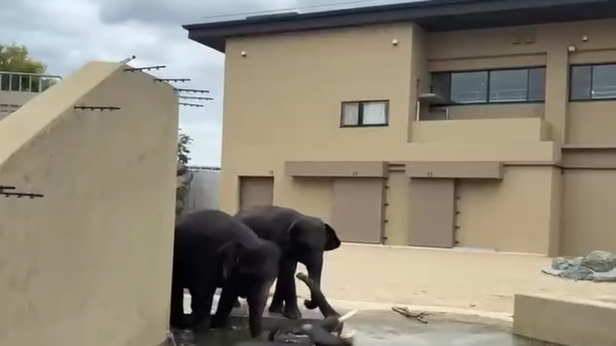 Malaysian Elephants Thrive at Japan Zoo Under International Agreement