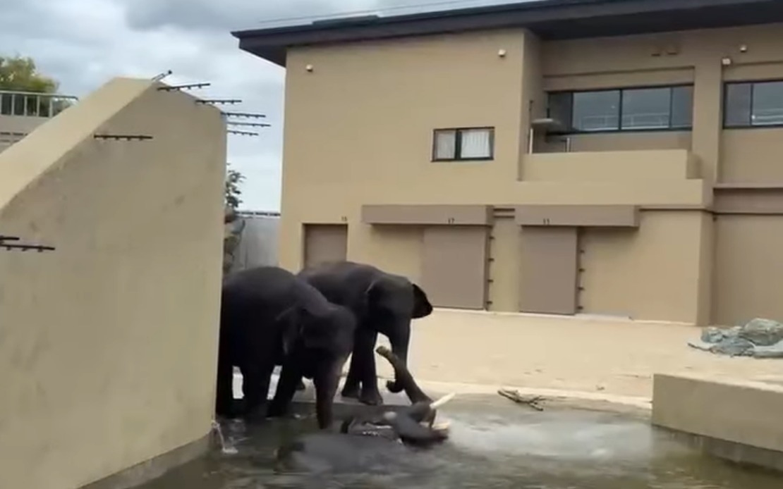 Malaysian Elephants Thrive at Japan Zoo Under International Agreement