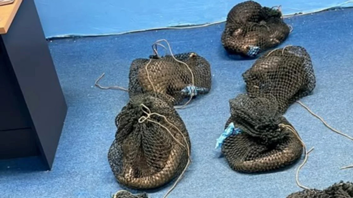 Filipino Man Held After Authorities Find 10 Living Pangolins and Elephant Tusk in Sabah Plantation