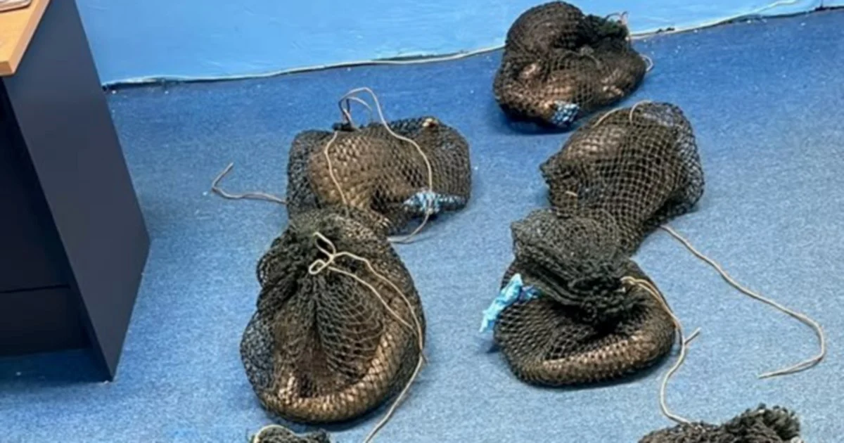 Filipino Man Held After Authorities Find 10 Living Pangolins and Elephant Tusk in Sabah Plantation