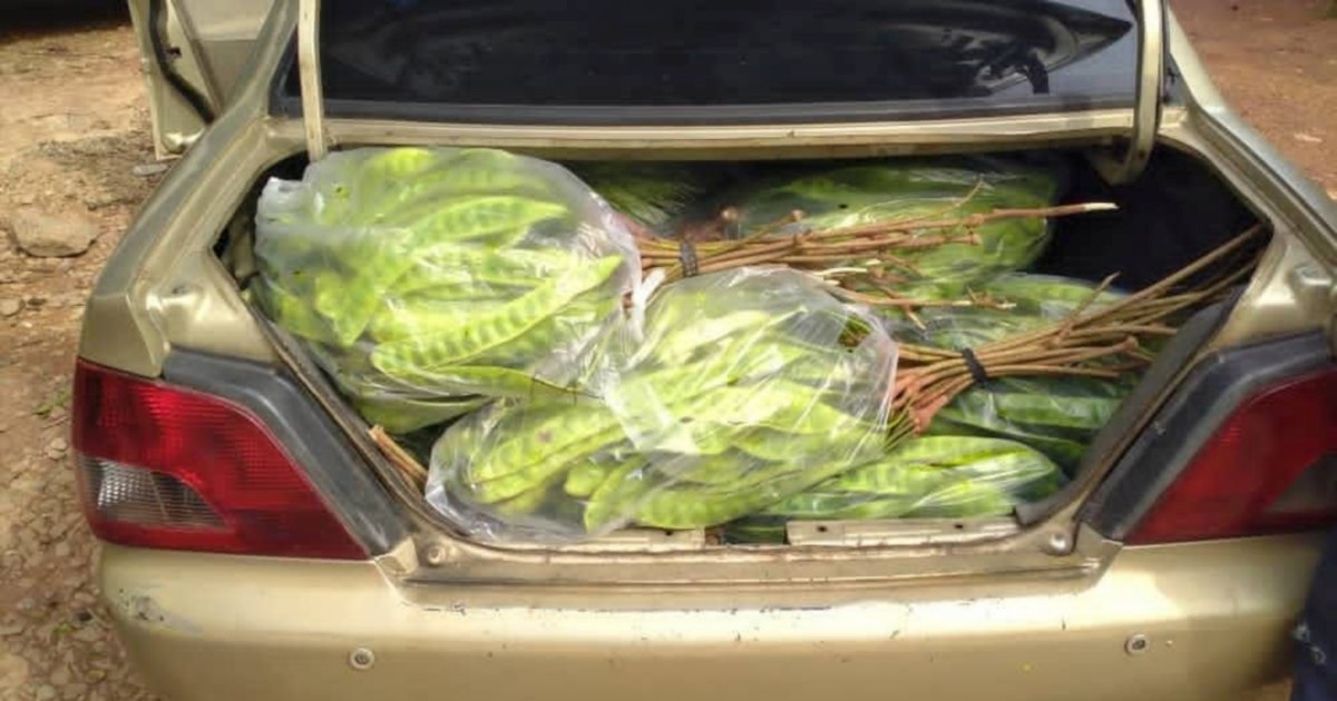 Thai smuggler arrested with RM8,000 in contraband fruit at Kelantan jetty