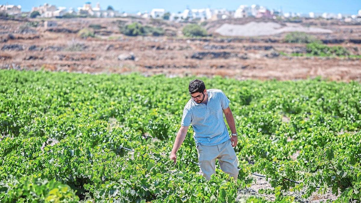 Santorini's Wine Industry Faces Existential Climate Crisis as Growers Embrace Radical Adaptation