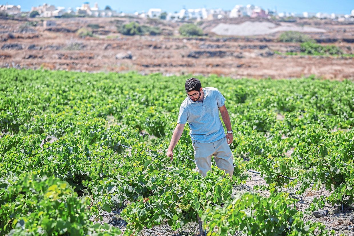 Santorini's Wine Industry Faces Existential Climate Crisis as Growers Embrace Radical Adaptation