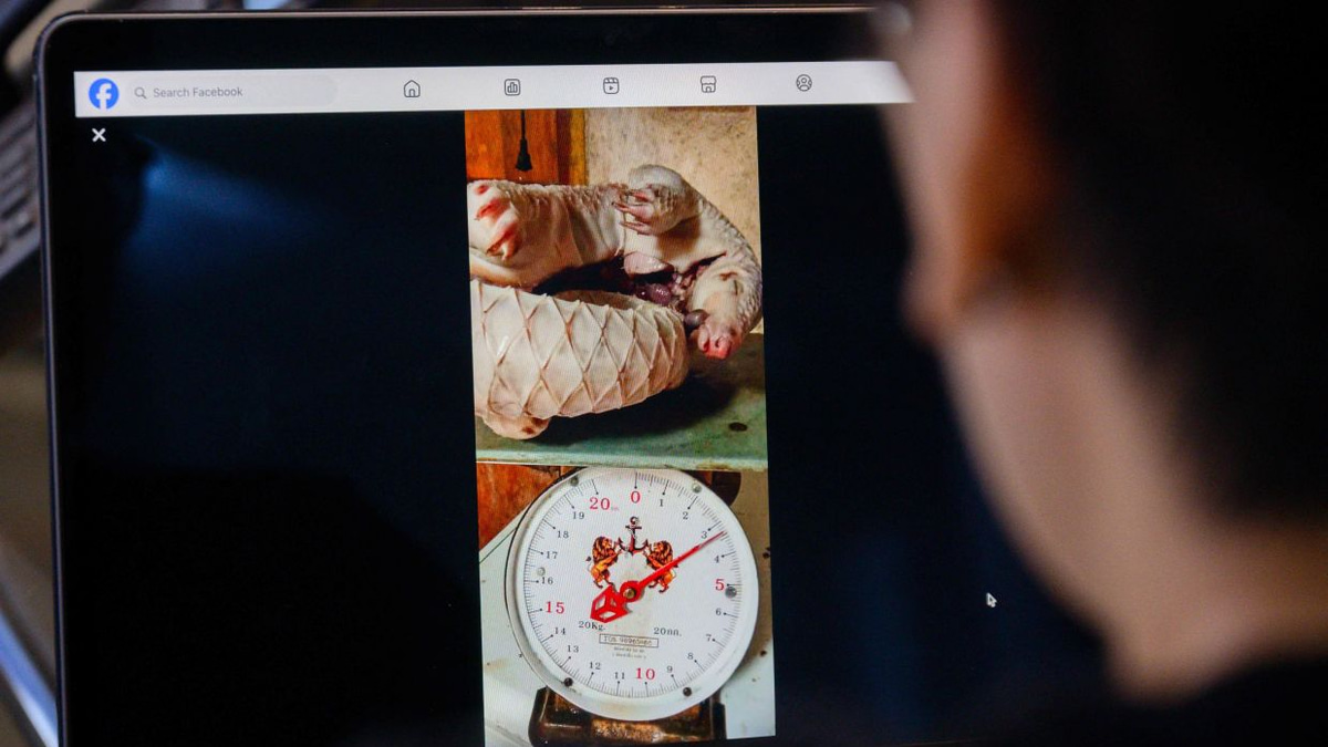 Facebook's Failure to Curb Illegal Wildlife Trade Fuels Southeast Asian Trafficking Crisis