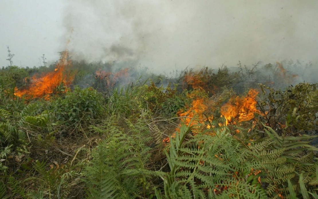 Indonesia Grapples with Escalating Forest Fire Crisis as Kalimantan Hotspots Multiply