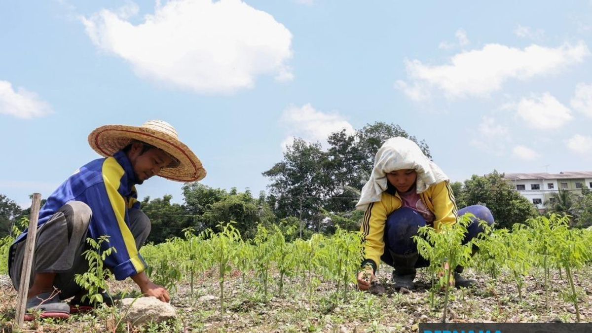 Severe Heat Wave Disrupts Agricultural Output Across 17 Malaysian Regions
