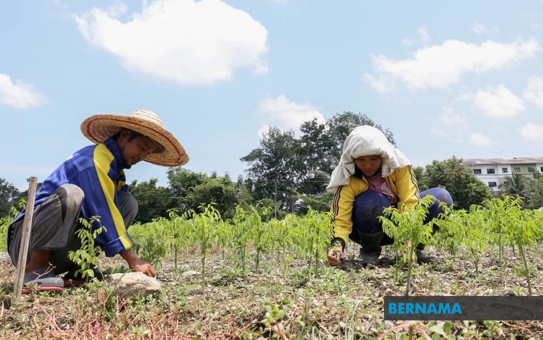 Severe Heat Wave Disrupts Agricultural Output Across 17 Malaysian Regions
