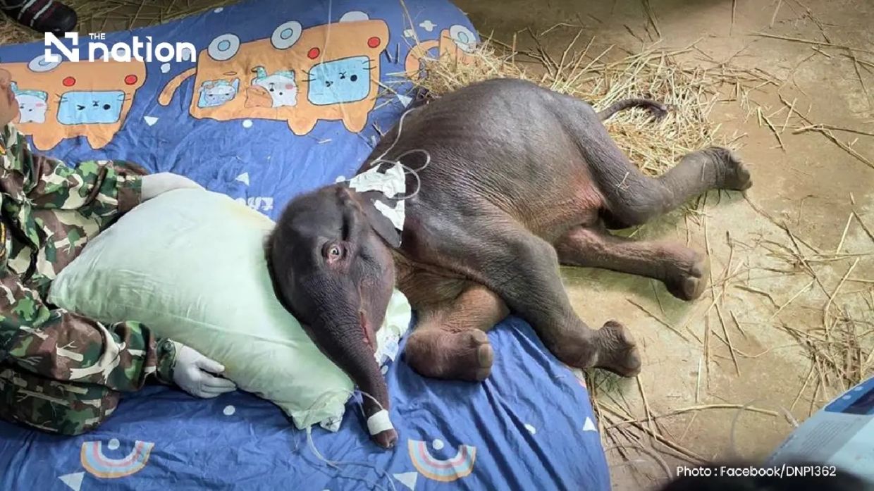 Thailand's Orphaned Wild Elephant Calf Dies Despite Intensive Care at Sai Yok National Park