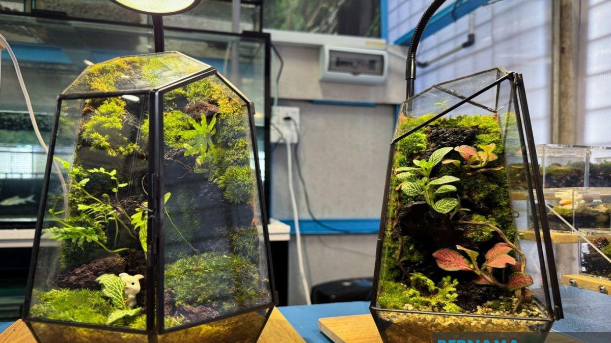 Jeli Polytechnic Student Transforms Hobby Into Thriving Terrarium Business