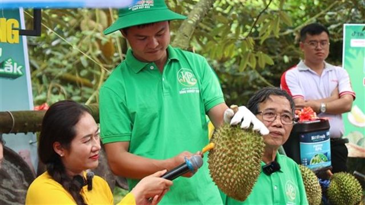 Vietnam's Durian Export Surge Exposes Certification System Vulnerabilities