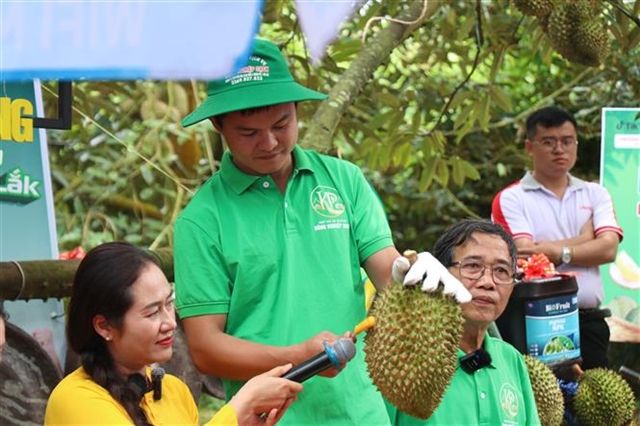 Vietnam's Durian Export Surge Exposes Certification System Vulnerabilities