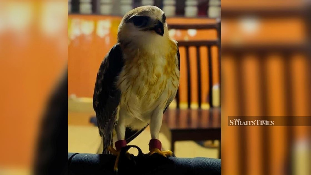 Police Nab Wildlife Smuggler, Recover Endangered Black-winged Kite Worth RM100,000 in Kapar