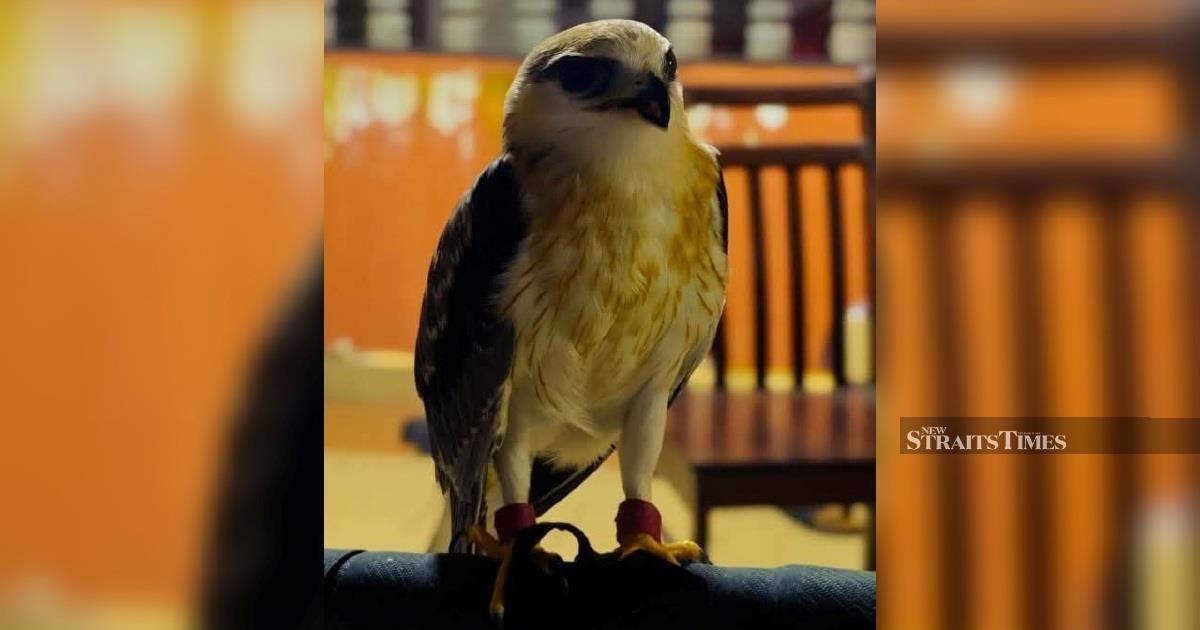 Police Nab Wildlife Smuggler, Recover Endangered Black-winged Kite Worth RM100,000 in Kapar