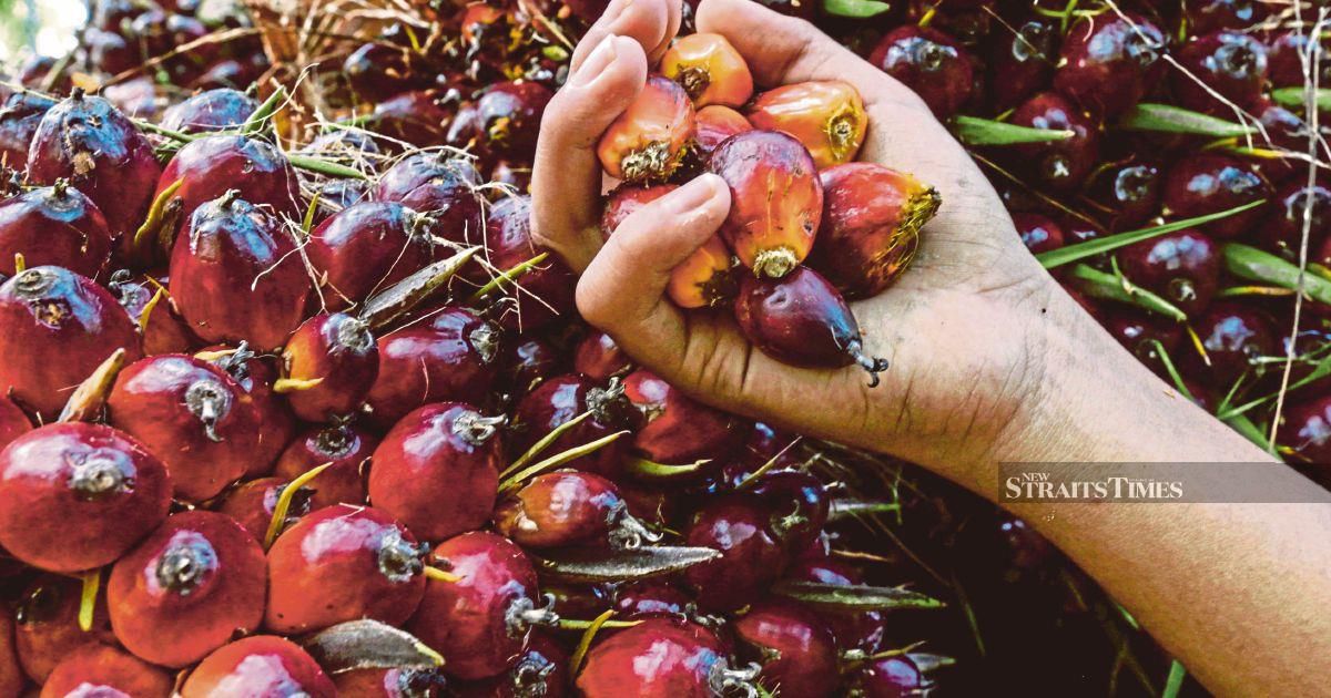 Ex-KLK Worker Denies Charges Over Hidden Palm Oil Stock Records