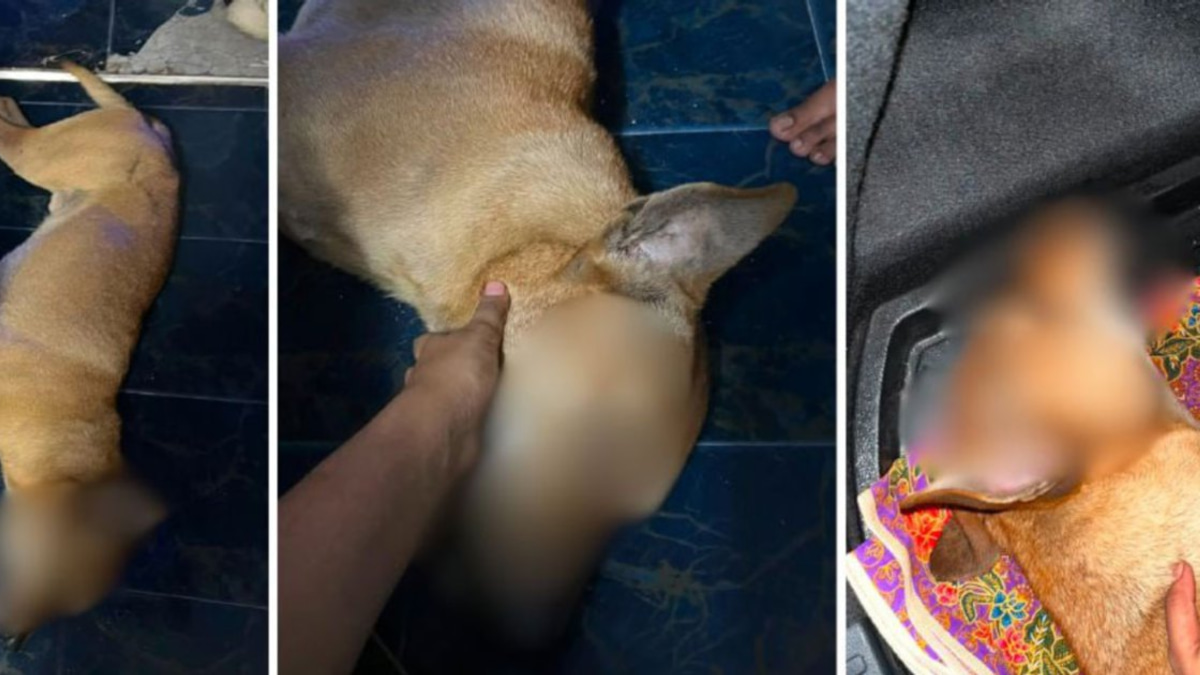Selangor DVS Takes Legal Action in Rocky Abuse Investigation, Files Police Report