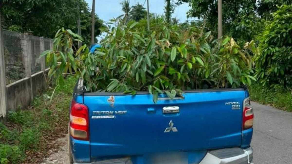 Man arrested after 52 smuggled durian saplings seized in Kelantan