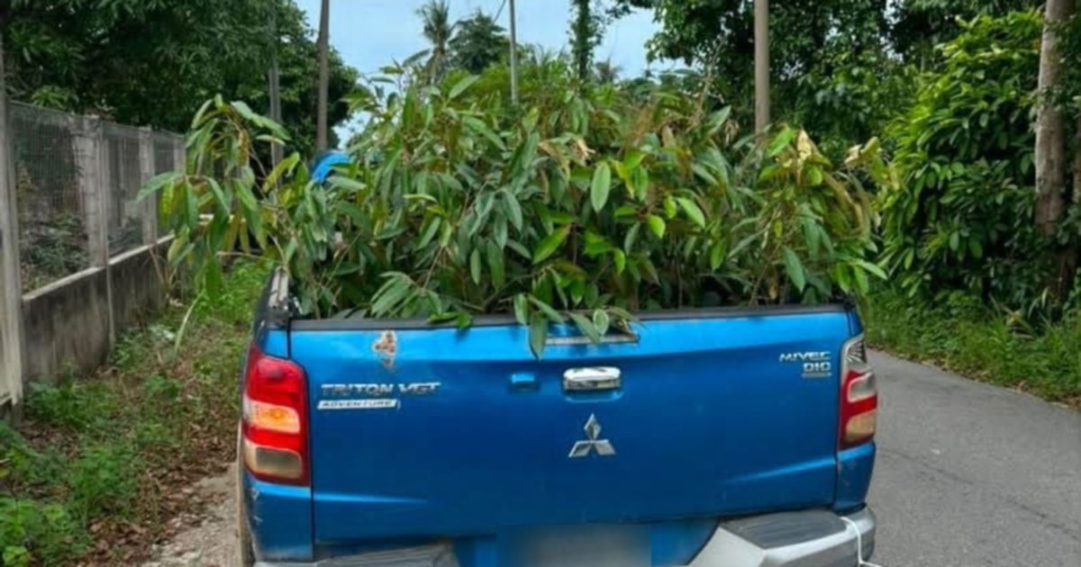 Man arrested after 52 smuggled durian saplings seized in Kelantan