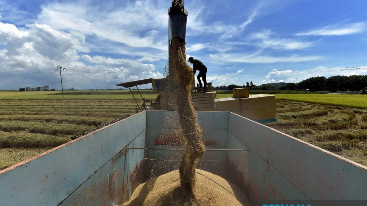 Malaysia Proposes Sharp Penalties and Price Controls in Padi Rice Act Amendment