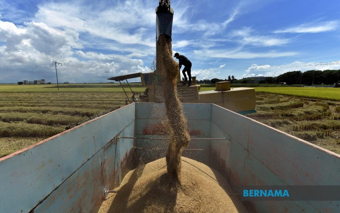 Malaysia Proposes Sharp Penalties and Price Controls in Padi Rice Act Amendment