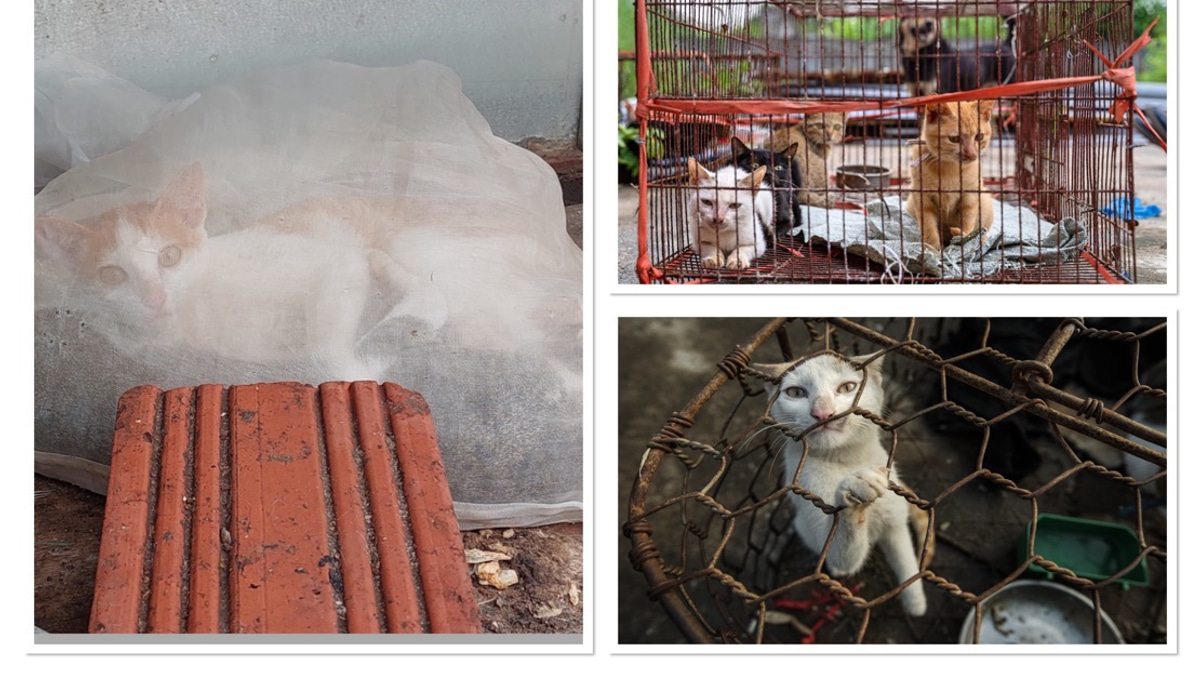 Hidden Cruelty: The Cat Meat Trade Persists Across Southeast Asia Despite Public Outcry