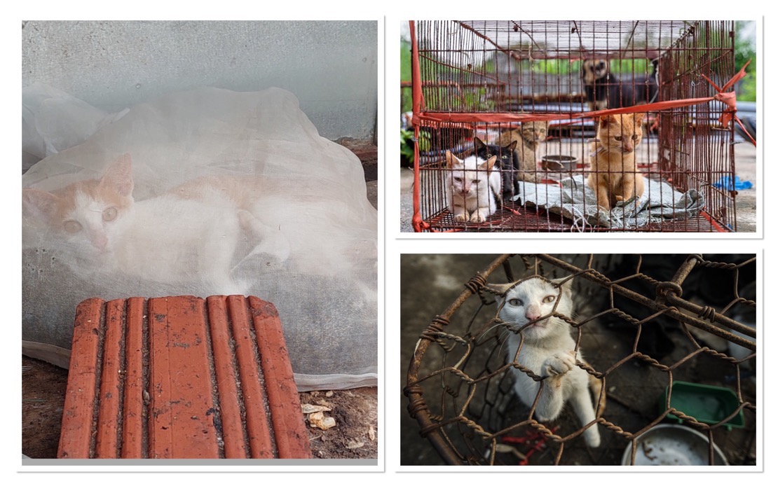 Hidden Cruelty: The Cat Meat Trade Persists Across Southeast Asia Despite Public Outcry