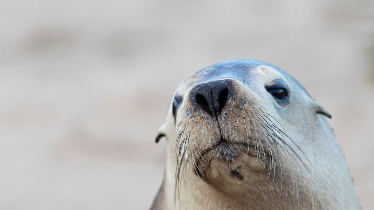 H5N1 Bird Flu Threatens Endangered Australian Sea Lions as Outbreak Spreads in South Australia