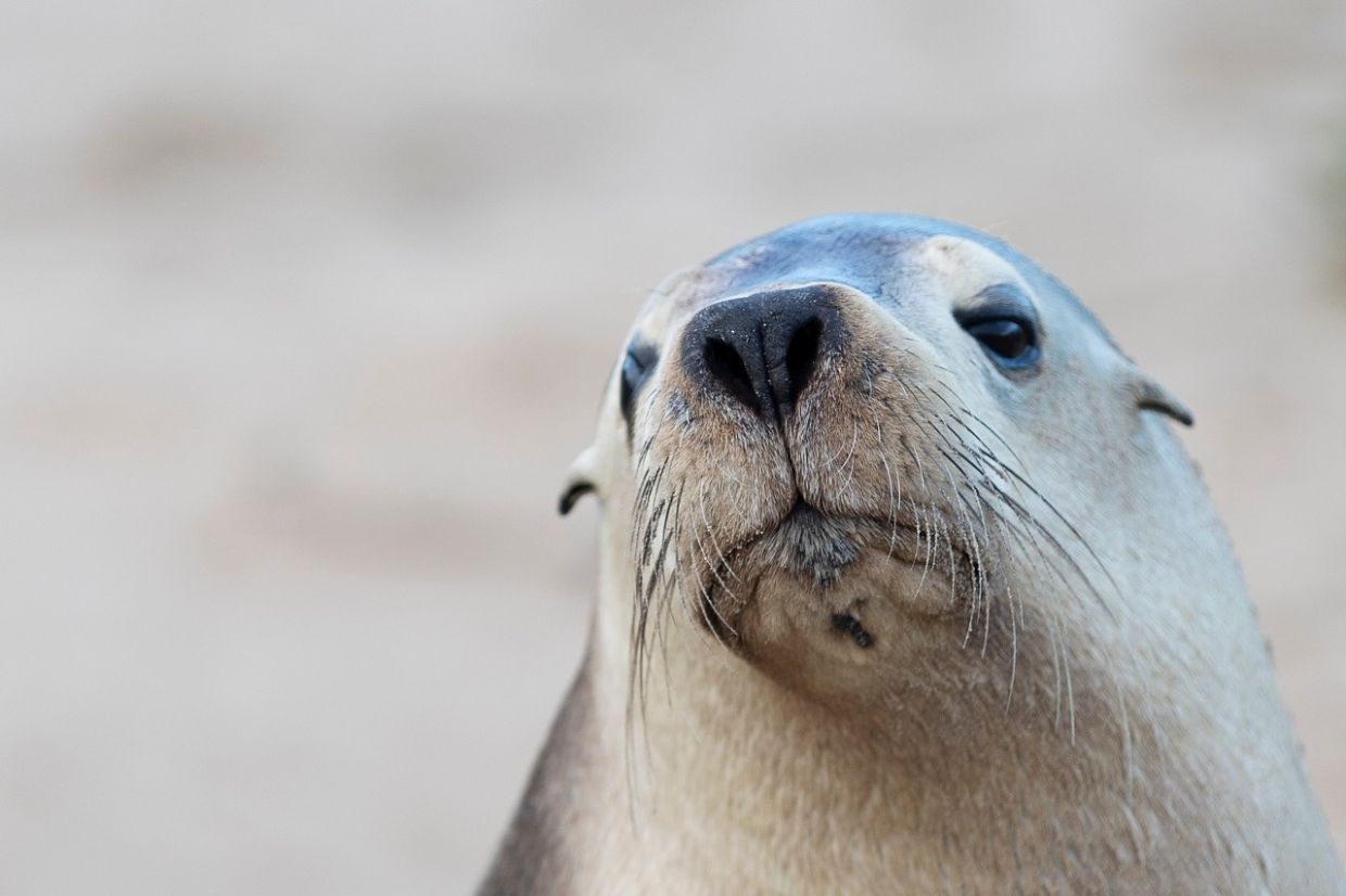 H5N1 Bird Flu Threatens Endangered Australian Sea Lions as Outbreak Spreads in South Australia