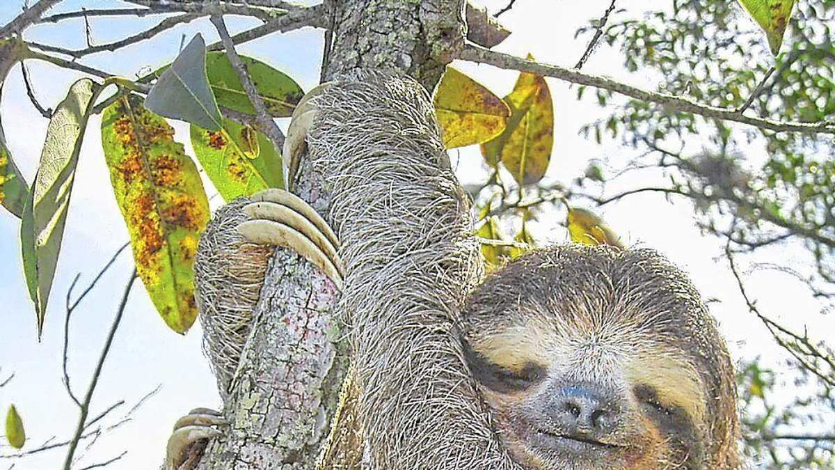 Sloth genome unlocks clues to human ageing and metabolic disease