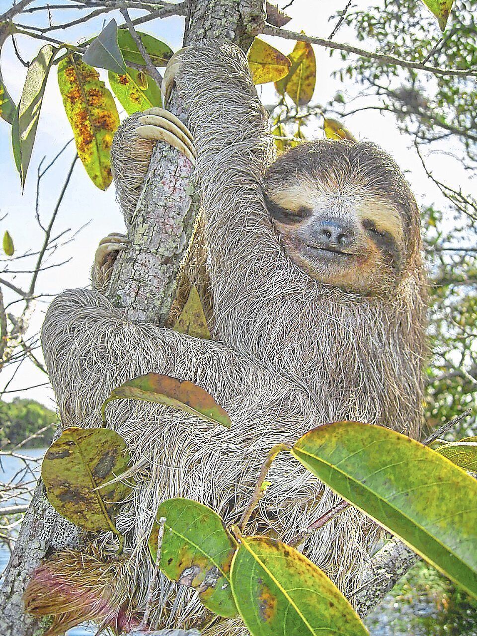 Sloth genome unlocks clues to human ageing and metabolic disease