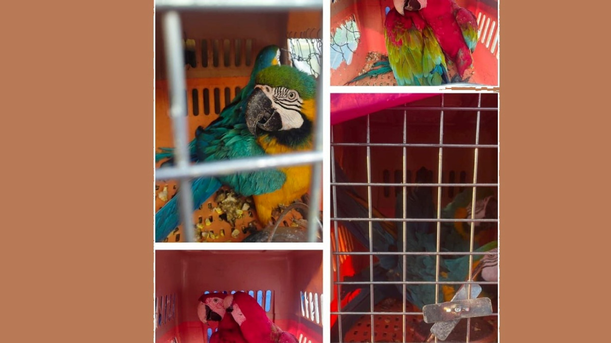 Eight protected macaws seized in major wildlife smuggling bust; two men arrested in Kelantan