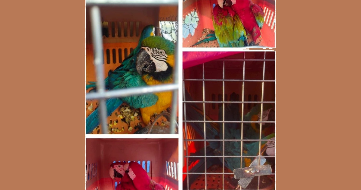 Eight protected macaws seized in major wildlife smuggling bust; two men arrested in Kelantan