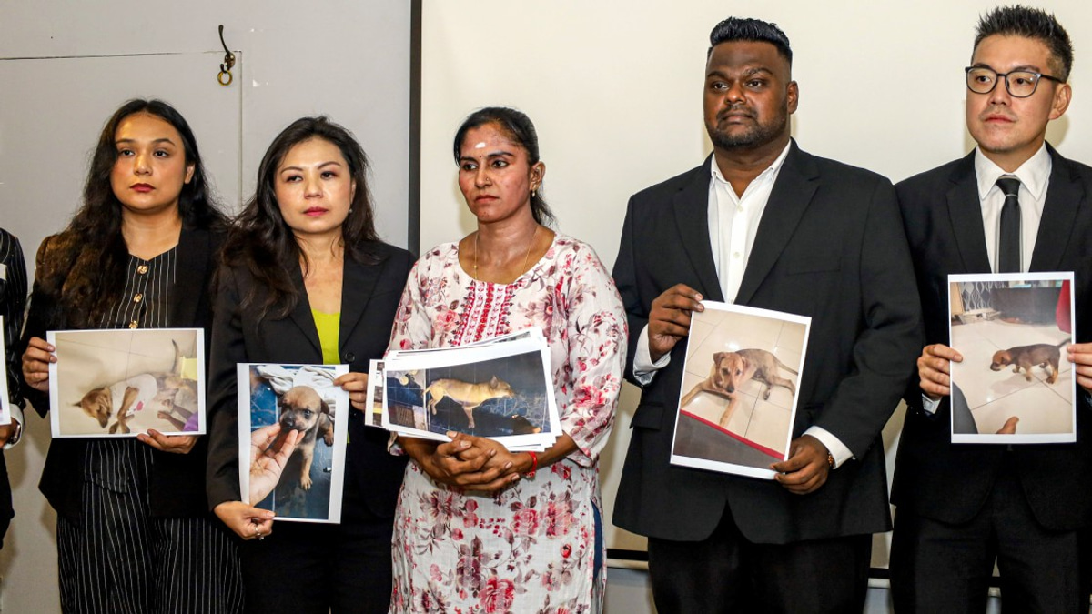 Pet owner demands investigation after dog's death during stray dog capture operation