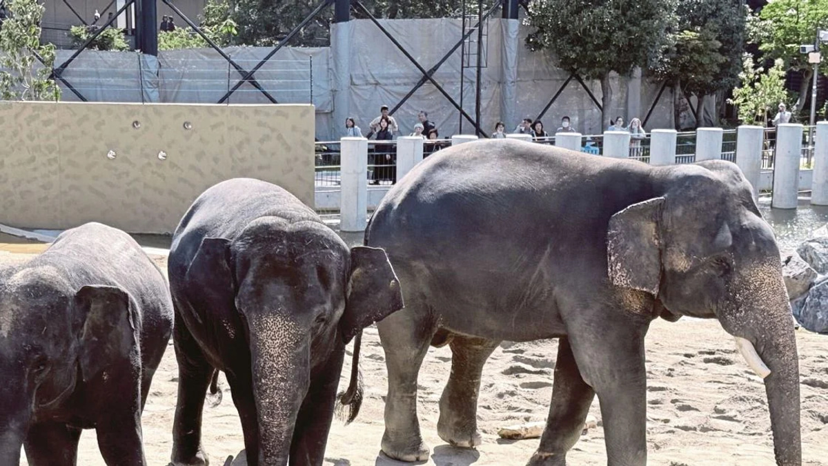 MACC Investigates Zoo Taiping Elephant Transfer to Japanese Zoo