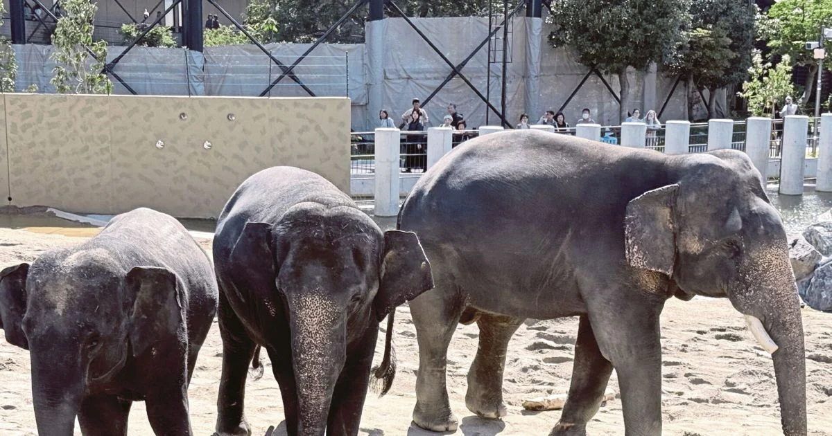 MACC Investigates Zoo Taiping Elephant Transfer to Japanese Zoo