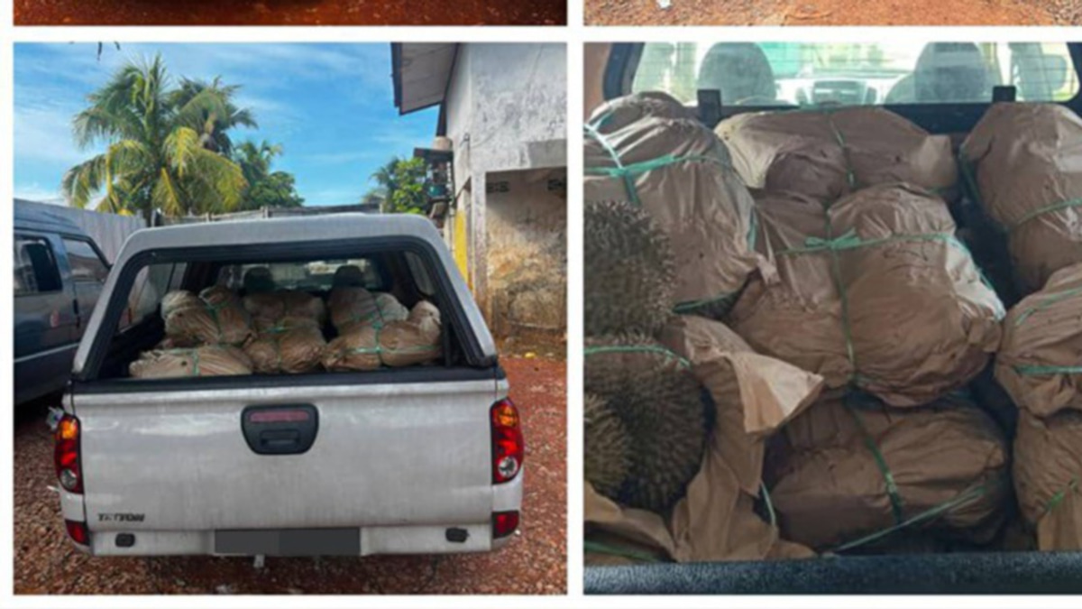 GOF seizes RM50,000 worth of smuggled durians, driver arrested