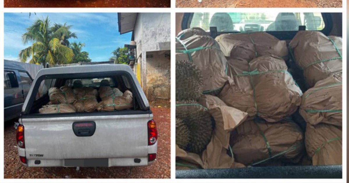 GOF seizes RM50,000 worth of smuggled durians, driver arrested