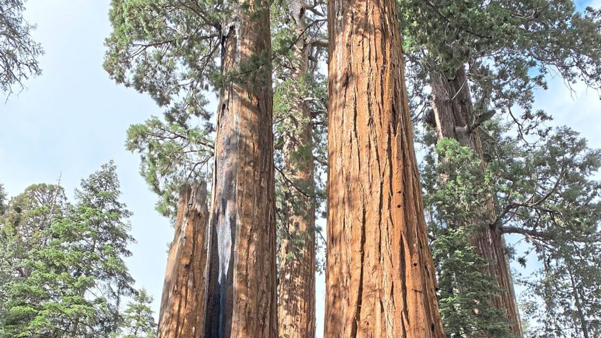 California's Giant Sequoias Face Race Against Time as Restoration Effort Gains Momentum