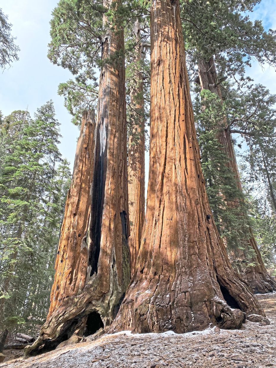 California's Giant Sequoias Face Race Against Time as Restoration Effort Gains Momentum