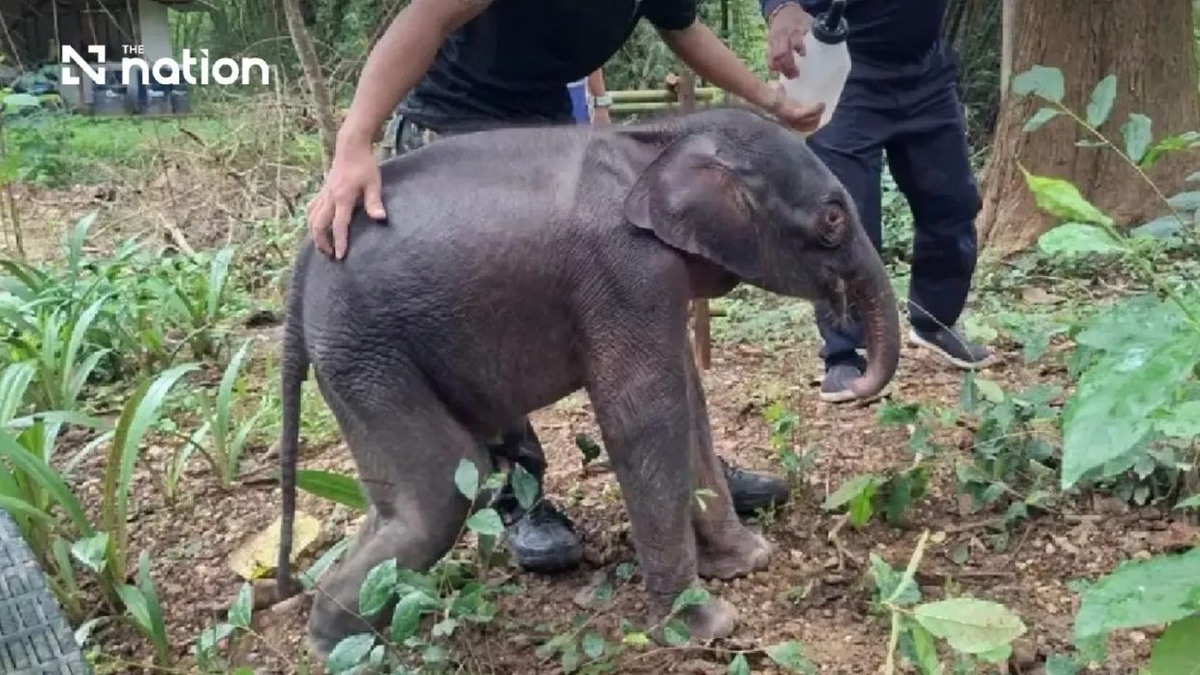 Thai Elephant Calf Found Critically Ill After Separation from Herd in Kanchanaburi