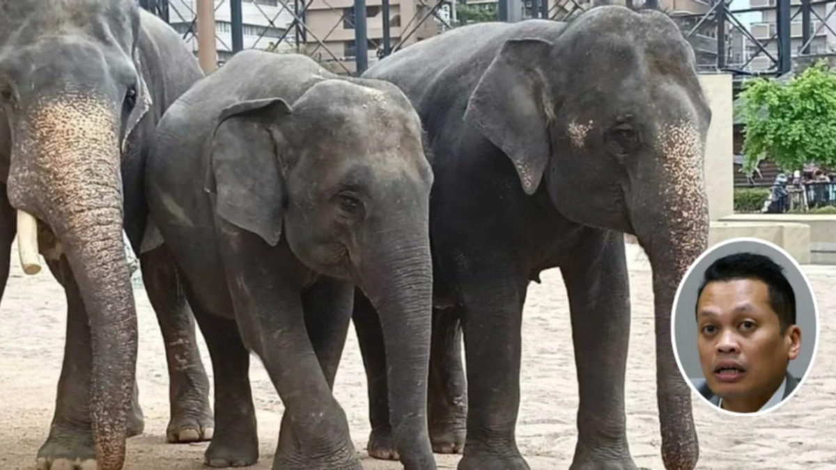 Nik Nazmi Denies Involvement in Alleged RM53 Million Elephant Transfer Affair
