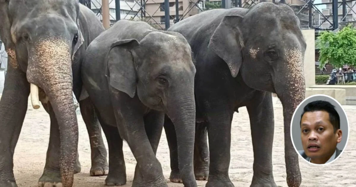 Nik Nazmi Denies Involvement in Alleged RM53 Million Elephant Transfer Affair