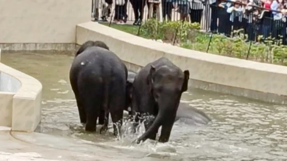 MACC's Taiping Municipal Council Probe on Elephant Transfer Focuses on Documentary Review