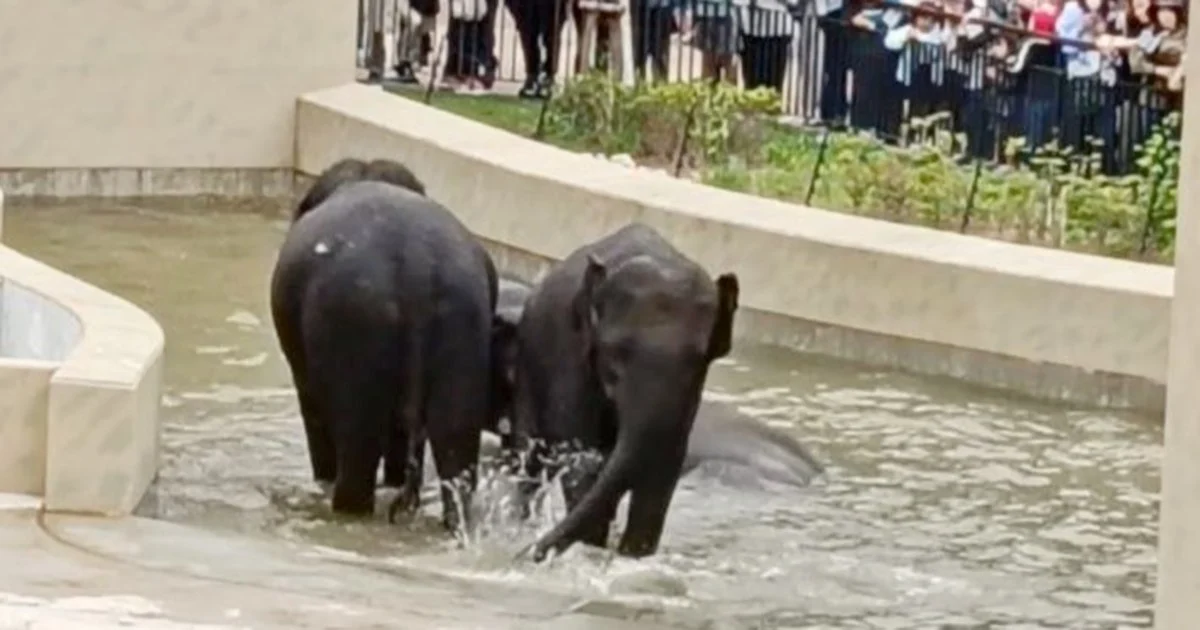 MACC's Taiping Municipal Council Probe on Elephant Transfer Focuses on Documentary Review