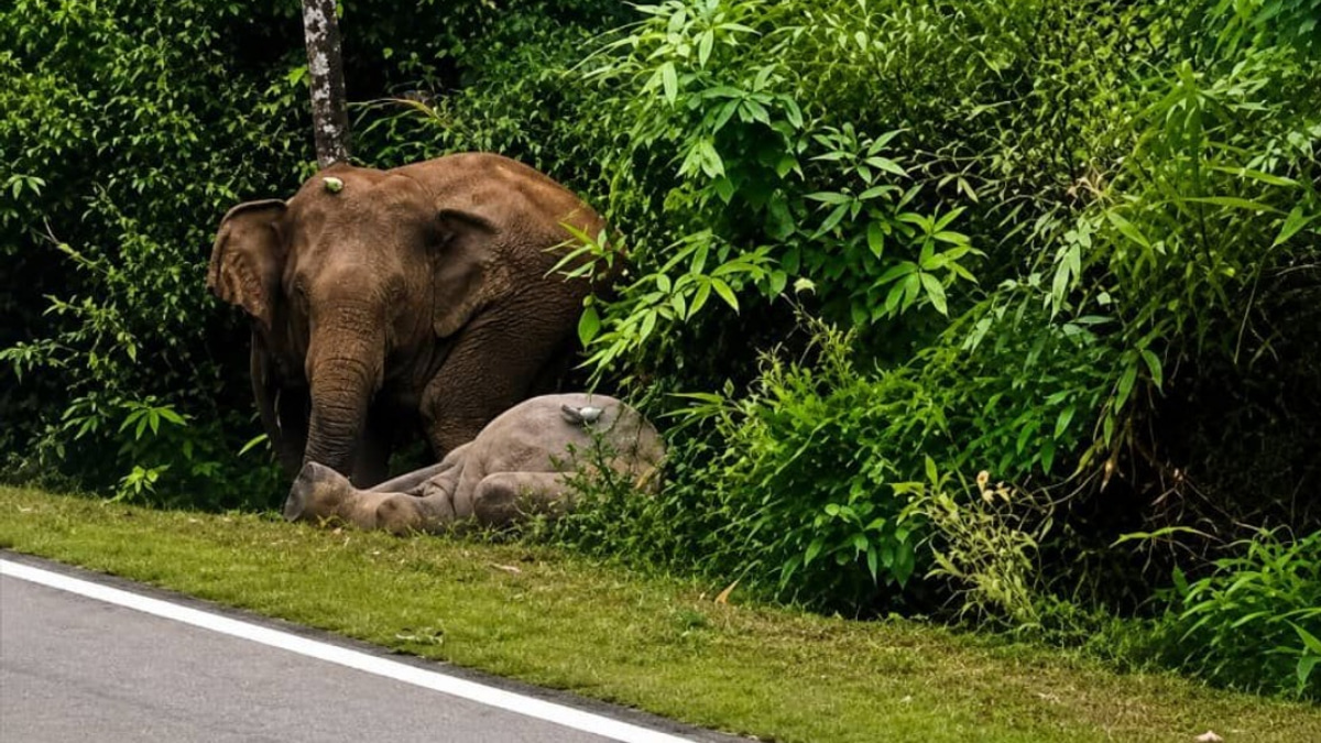 Mother Elephant Keeps Vigil Over Dead Calf in Mersing Tragedy