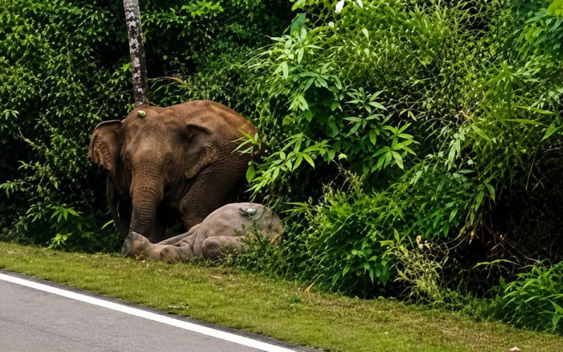 Mother Elephant Keeps Vigil Over Dead Calf in Mersing Tragedy
