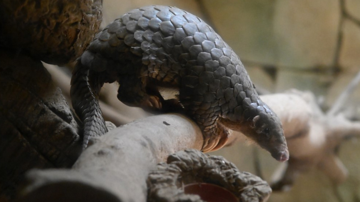 Indonesia intensifies crackdown on pangolin trafficking as enforcement nets suspected network operative