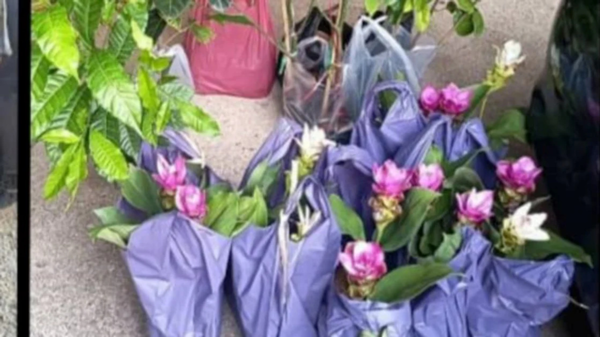Two Elderly Women Detained Over Illegal Plant Seedling Smuggling from Thailand